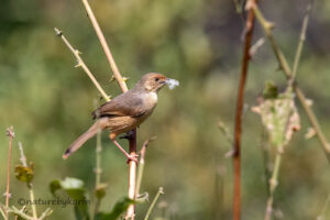 Red faced Cisticola