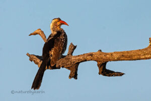 Southern Red billed hornbill