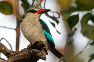 Woodland Kingfisher