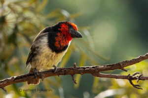 Black-collared Barbet