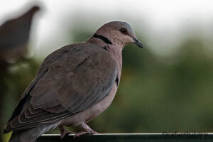Red_eyed dove
