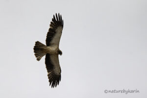 Booted Eagle