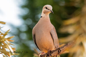 Cape Turtle Dove