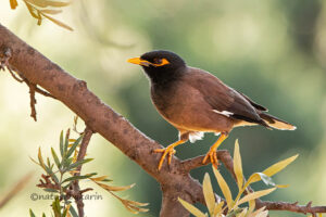 Common Myna