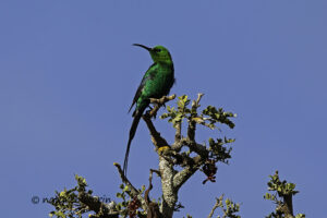 Malechite Sunbird