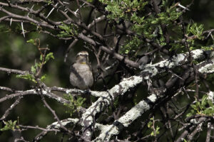 Yellow throated Petronia