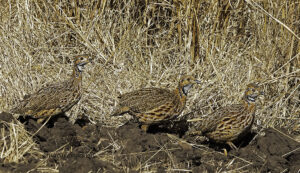 Orange River francolin