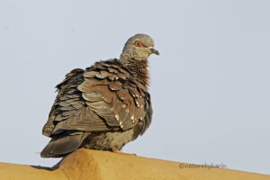 Speckled Pigeon