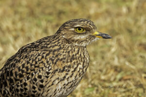 Spotted Thick-knee
