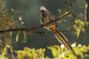 Speckled Mousebird
