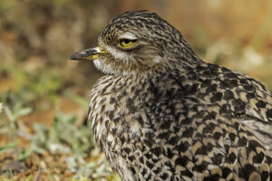 Spotted Thick knee