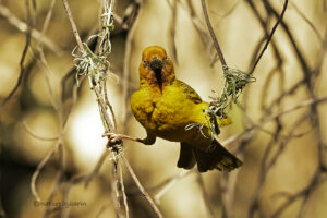 Cape weaver