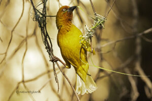 Cape weaver