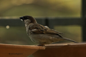 House Sparrow
