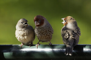 Red Headed Finch