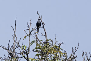 Red Winged Starling
