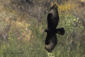 Verreauxs eagle