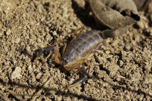 Highveld Thicktail Scorpion