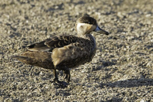 Hottentot Teal