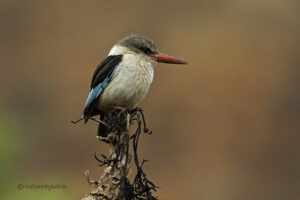 Brown hooded Kingfisher