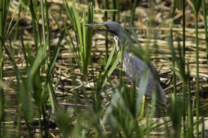 Dwarf Bittern