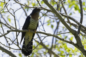 Red Chested Cuckoo