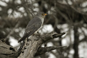 African Cuckoo