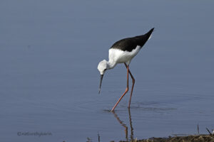 Black-winged Stilt