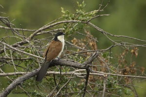 Burchells Coucal