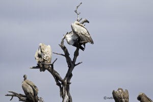 Cape Vulture