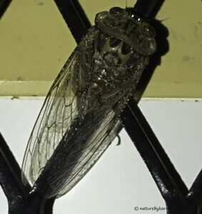 Cicada