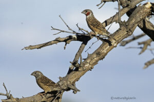 Cut throat Finch