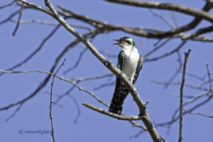 Diederik Cuckoo