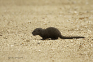 Dwarf Mongoose