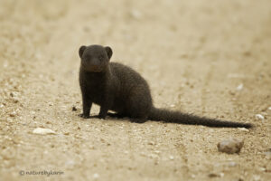 Dwarf Mongoose