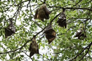 Epauletted Fruit bat