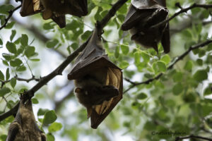 Epauletted Fruit bat