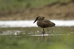 Hamerkop