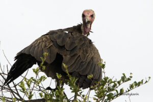 Hooded Vulture