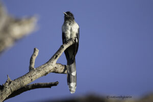 Jacobin Cuckoo