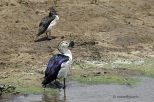 Knob billed Duck