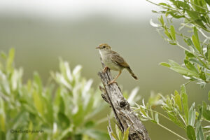 Rattling Cisticola