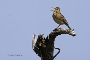 Rufous naped lark