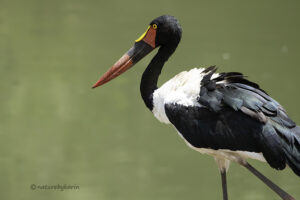 Saddle billed stork