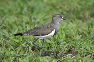 Senegal Lapwing