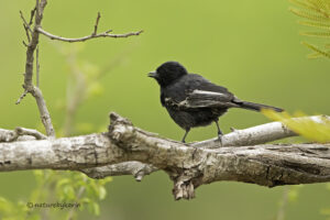 Southern Black Tit