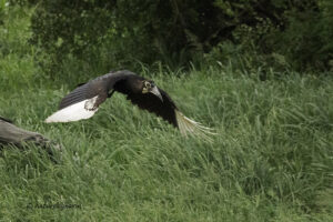 Southern Ground Hornbill