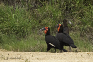 Southern Ground Hornbill