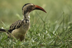 Southern Red billed Hornbill