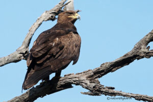 Steppe Eagle